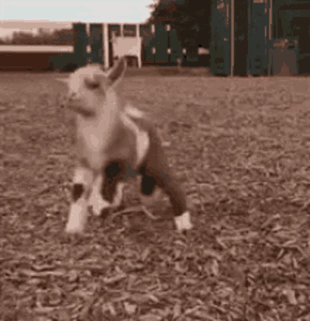 Mega GOAT
